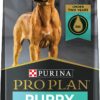 Purina Pro Plan Large Breed Dry Puppy and Dog Food, Chicken and Rice Formula - 34 lb. Bag