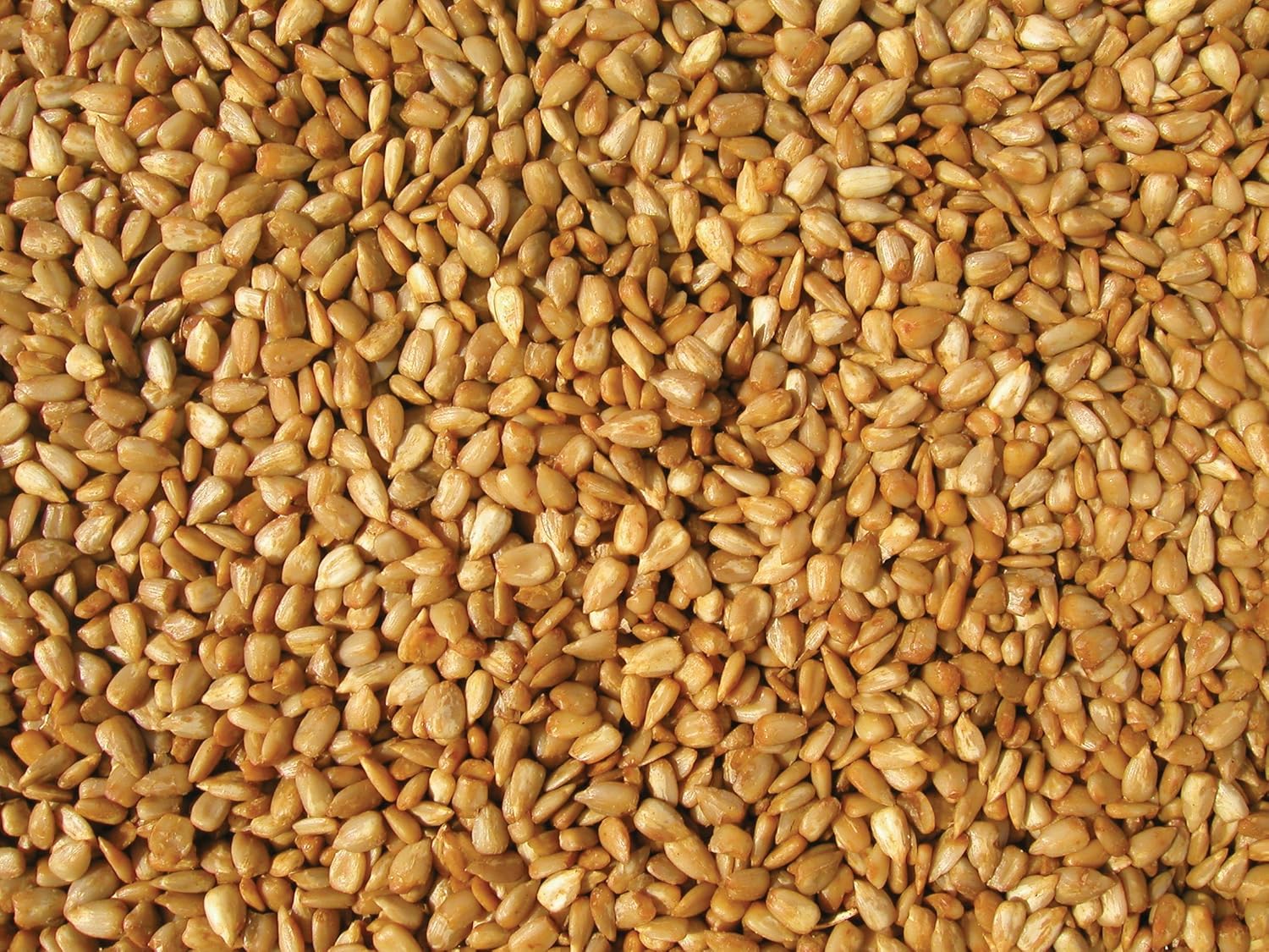 Cole's HM20 Hot Meats Bird Seed, 20-Pound1