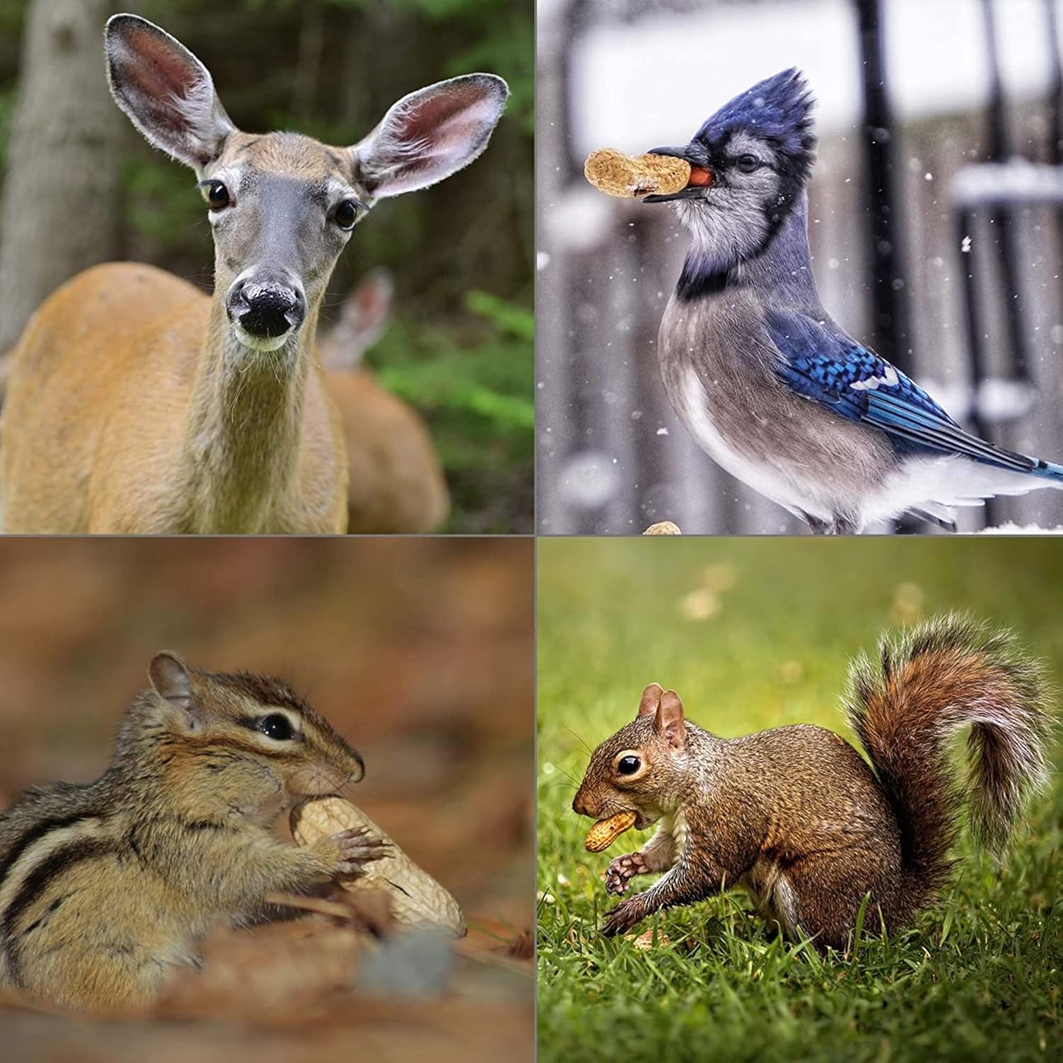 Peanut Party in-Shell Peanuts for Birds, Squirrels, Wild Animal Food, 25 Pound Bag4