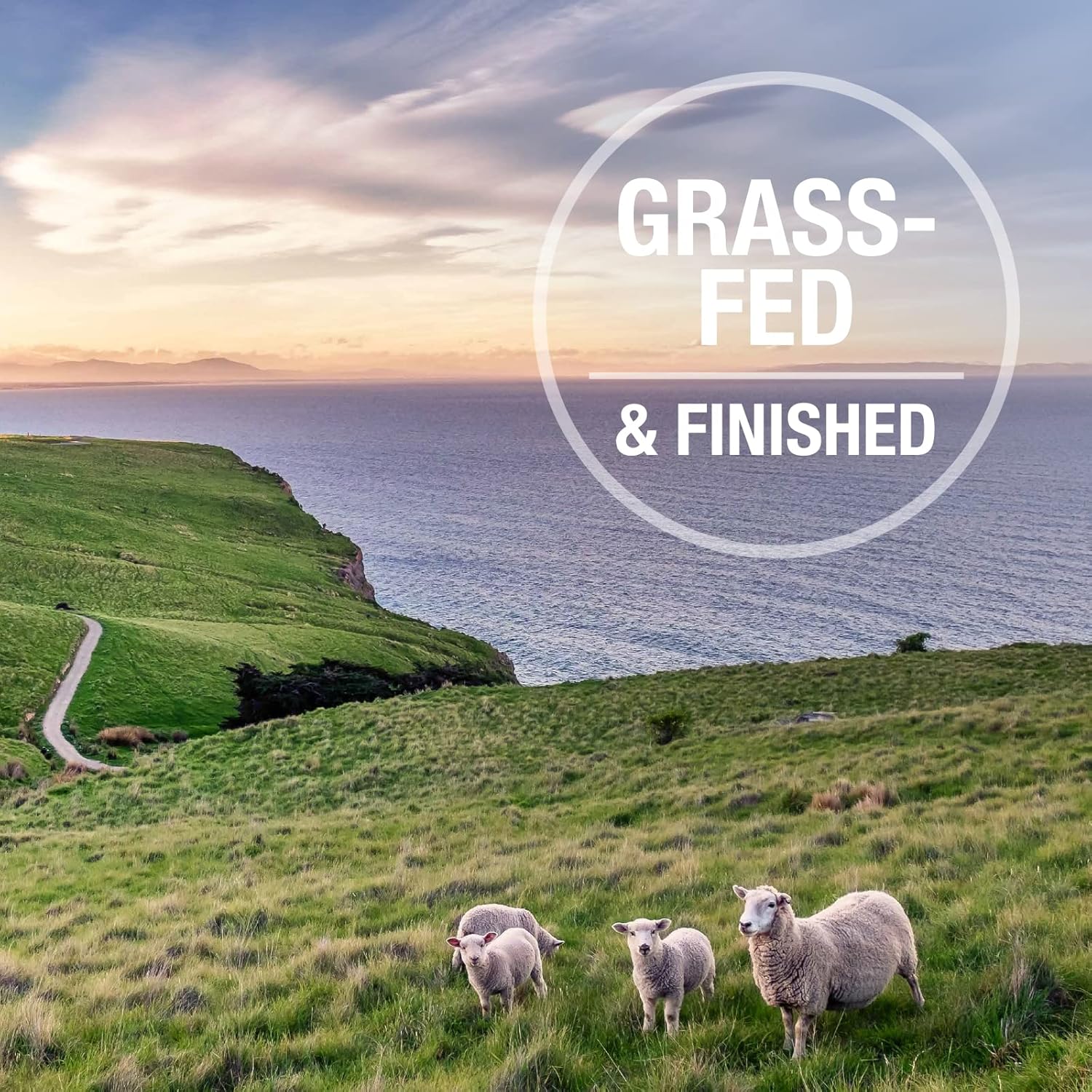 Feline Natural - Grain-Free Freeze Dried Cat Food - Lamb & Salmon, 11oz7