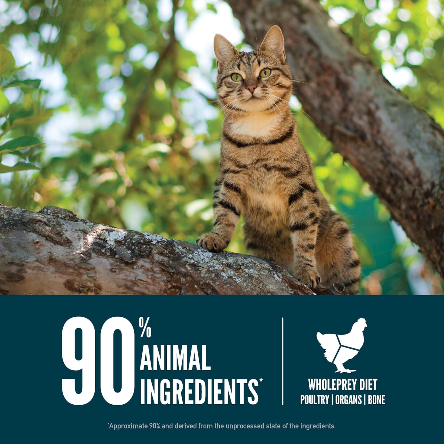 ORIJEN Guardian 8 Dry Cat Food, Grain Free Cat Food for Adult Cats, with Chicken, Salmon and Rabbit, 10lb4