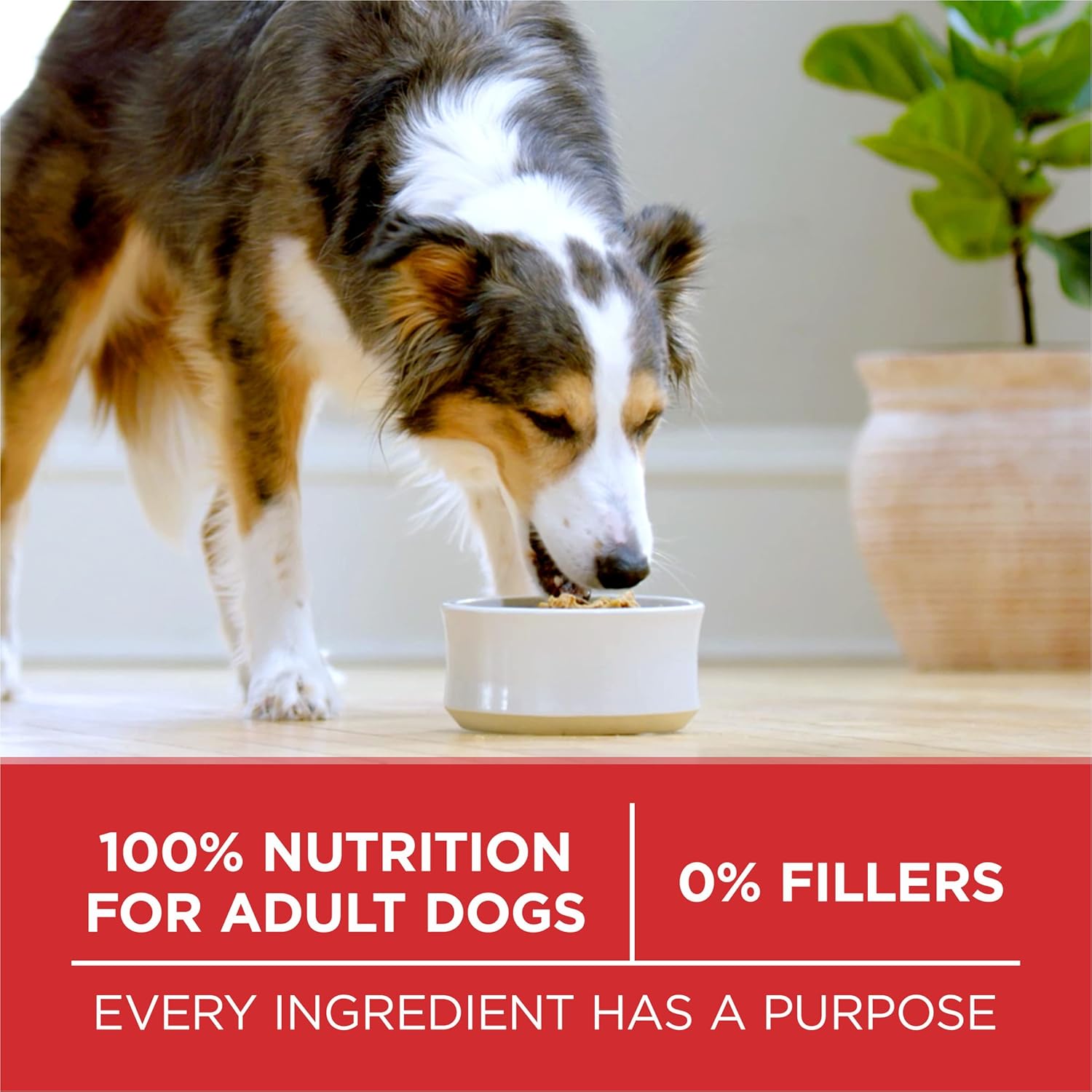 Purina ONE Dry Dog Food Lamb and Rice Formula - 31.1 lb. Bag9