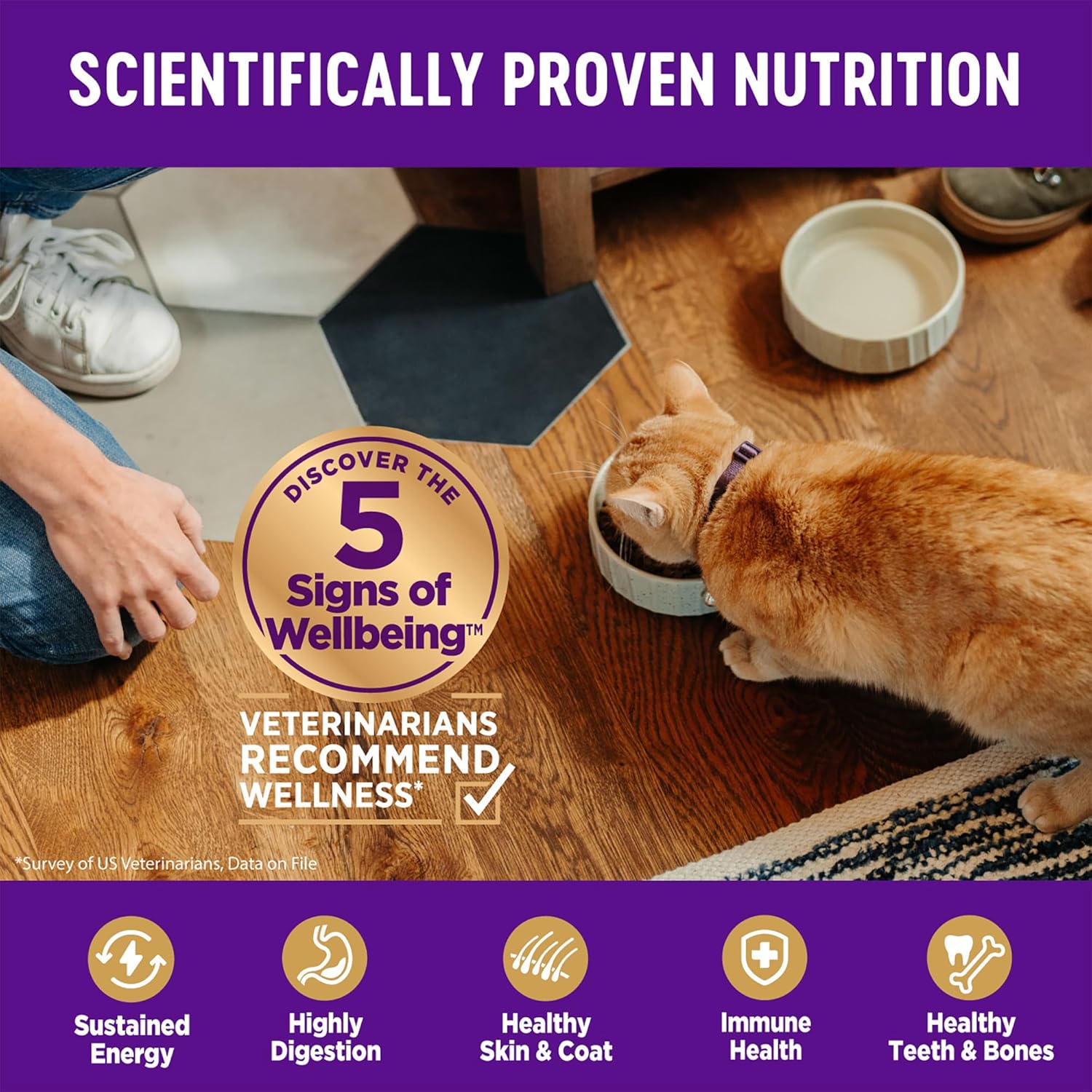 Wellness Natural Pet Food Complete Health Natural Grain Free Deboned Chicken & Chicken Meal Dry Cat Food, 11.5 Pound Bag3