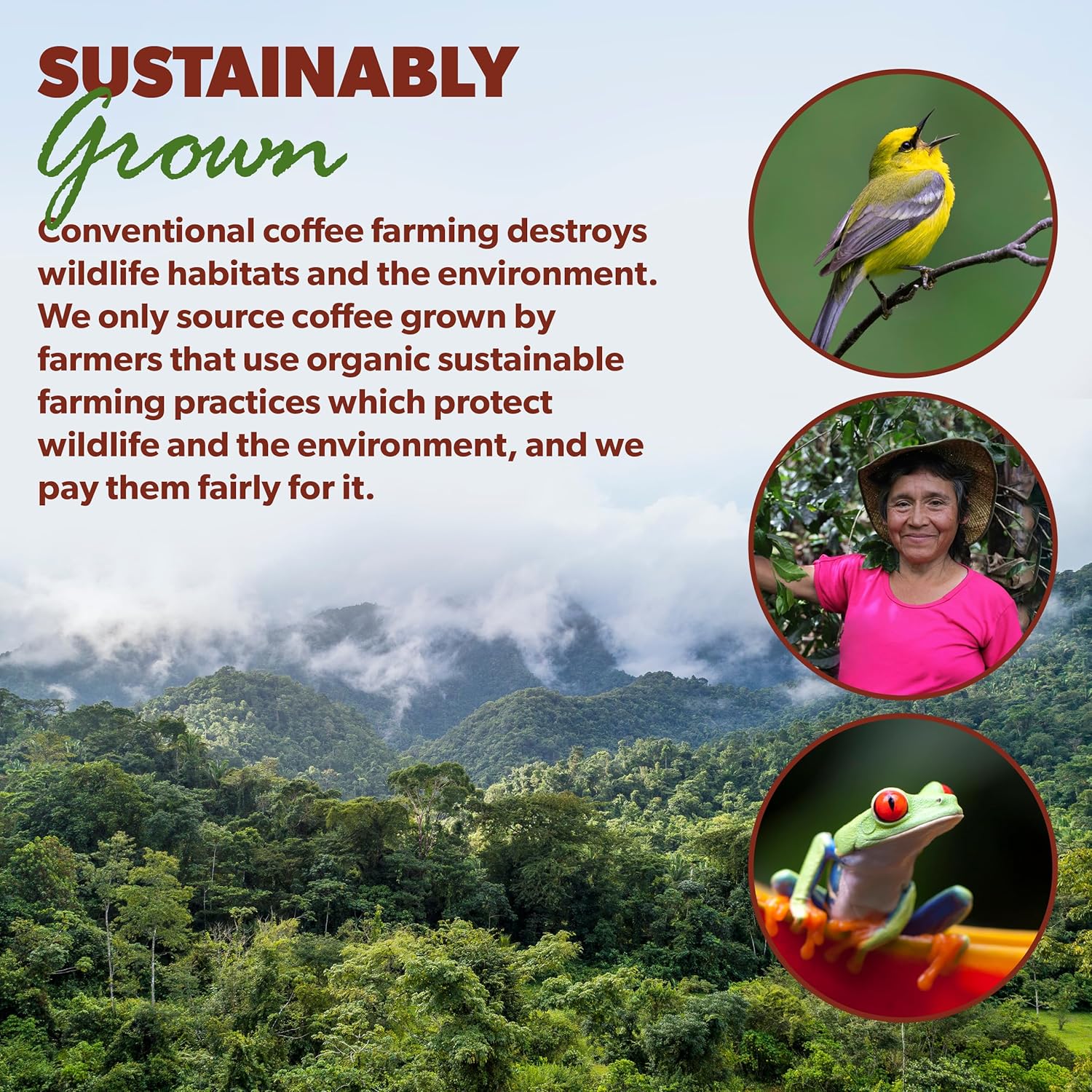 Java Planet Organic, Water Process Decaf Peru, Smooth Full Flavored Organic Coffee Beans, Low Acid, Whole Bean Coffee, Two 1 LB Bags98