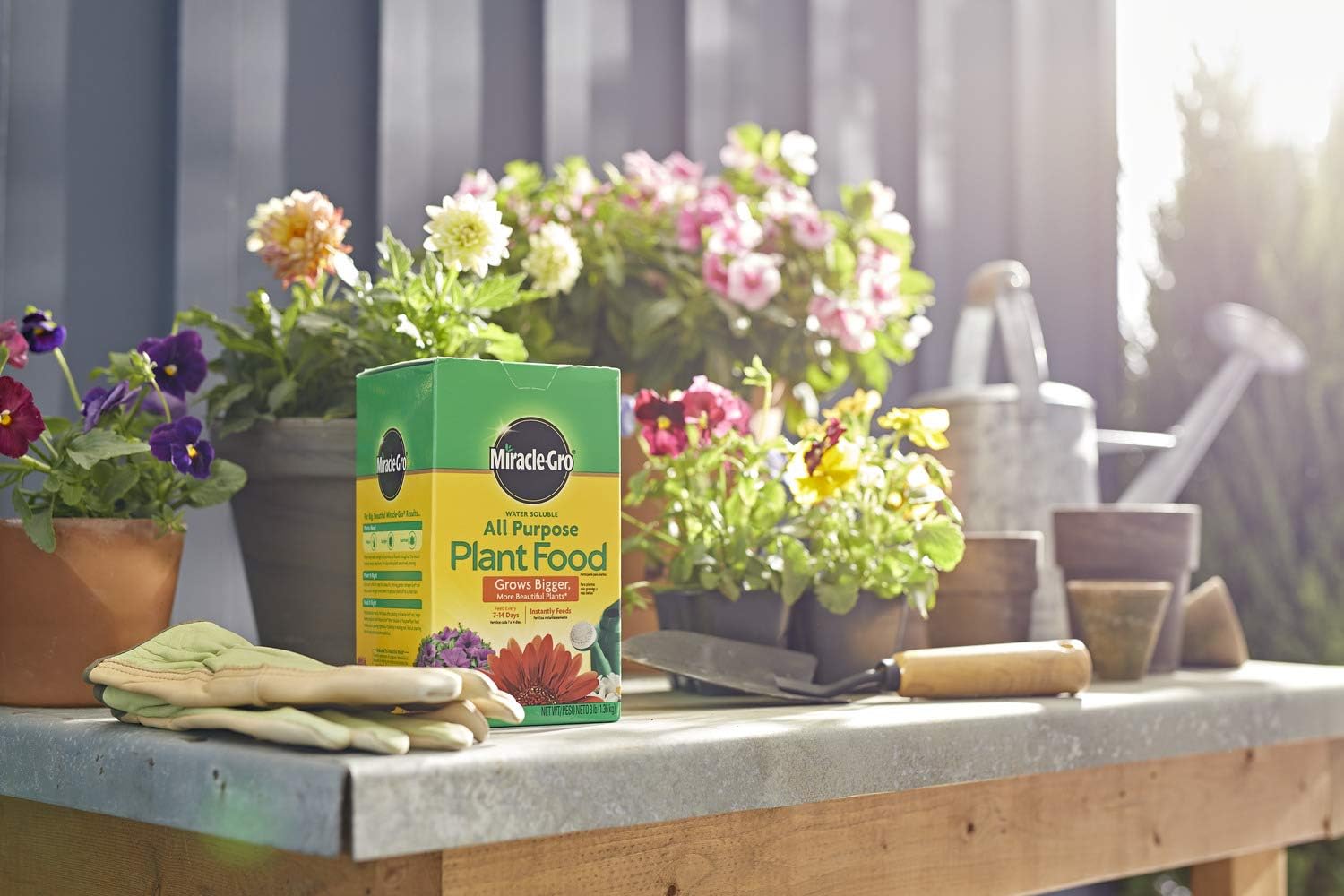 Miracle-Gro All Purpose Plant Food Plant Fertilizer (6 Pack), 3 lb1