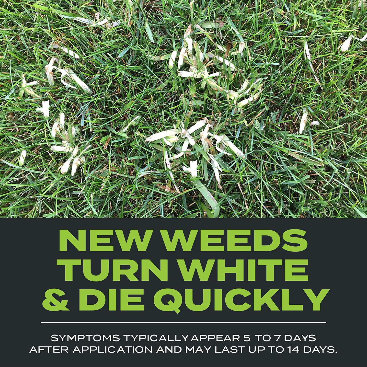 Scotts Turf Builder Triple Action Built For Seeding, Weed Preventer and Fertilizer for New Lawns, 4,000 sq. ft., 17.2 lbs.15