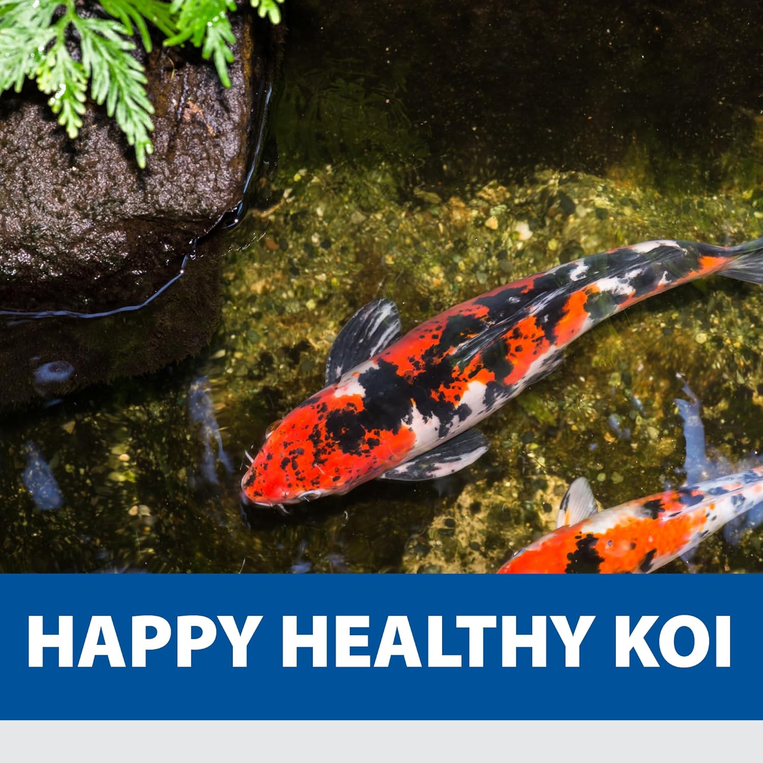 The Pond Guy KoiGrower Automatic Pond Fish Food Dispenser, Solar, Battery & AC Electric Power, Auto Timed Koi Pellet Feeder, 5 Gallon Feed Container13