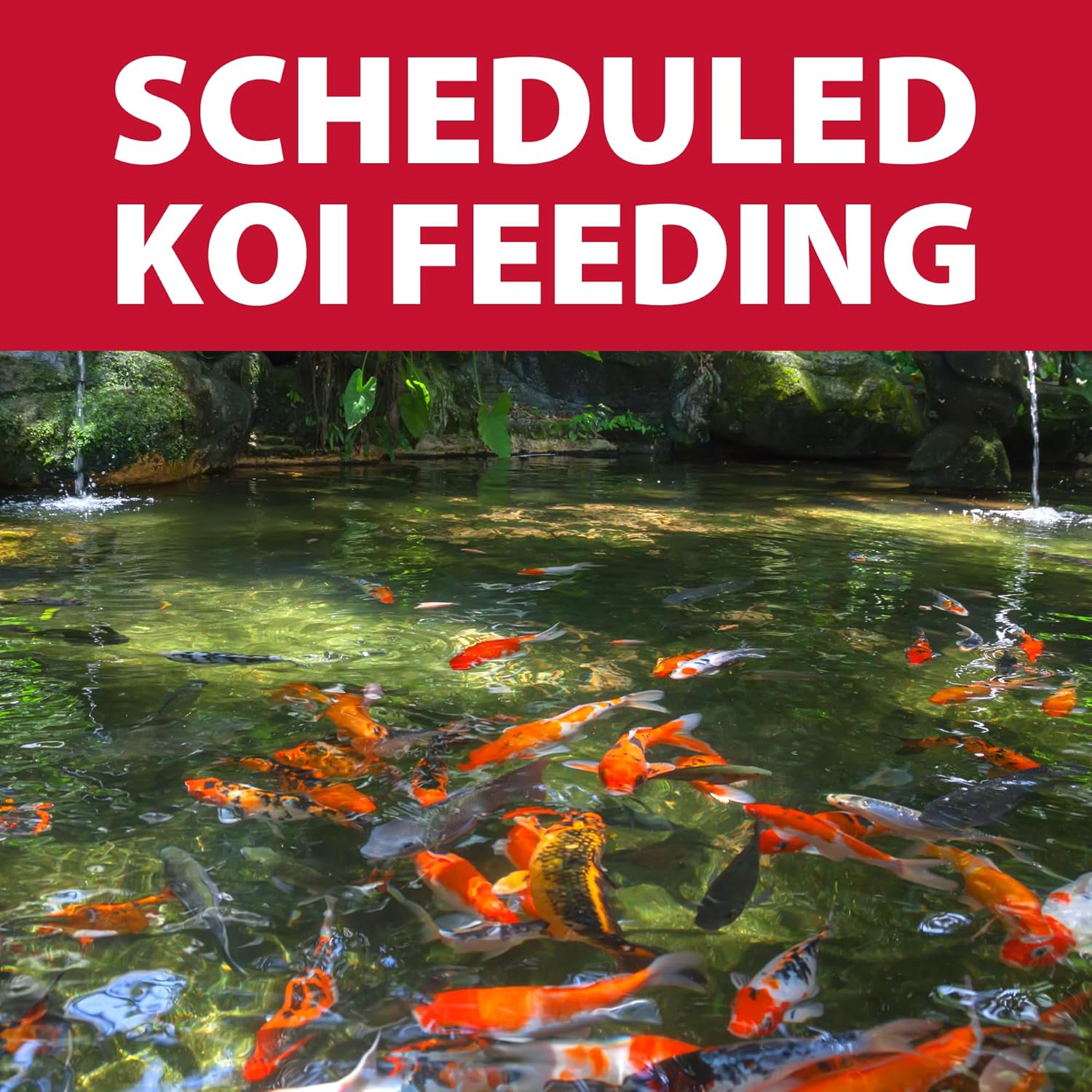 The Pond Guy KoiGrower Automatic Pond Fish Food Dispenser, Solar, Battery & AC Electric Power, Auto Timed Koi Pellet Feeder, 5 Gallon Feed Container8