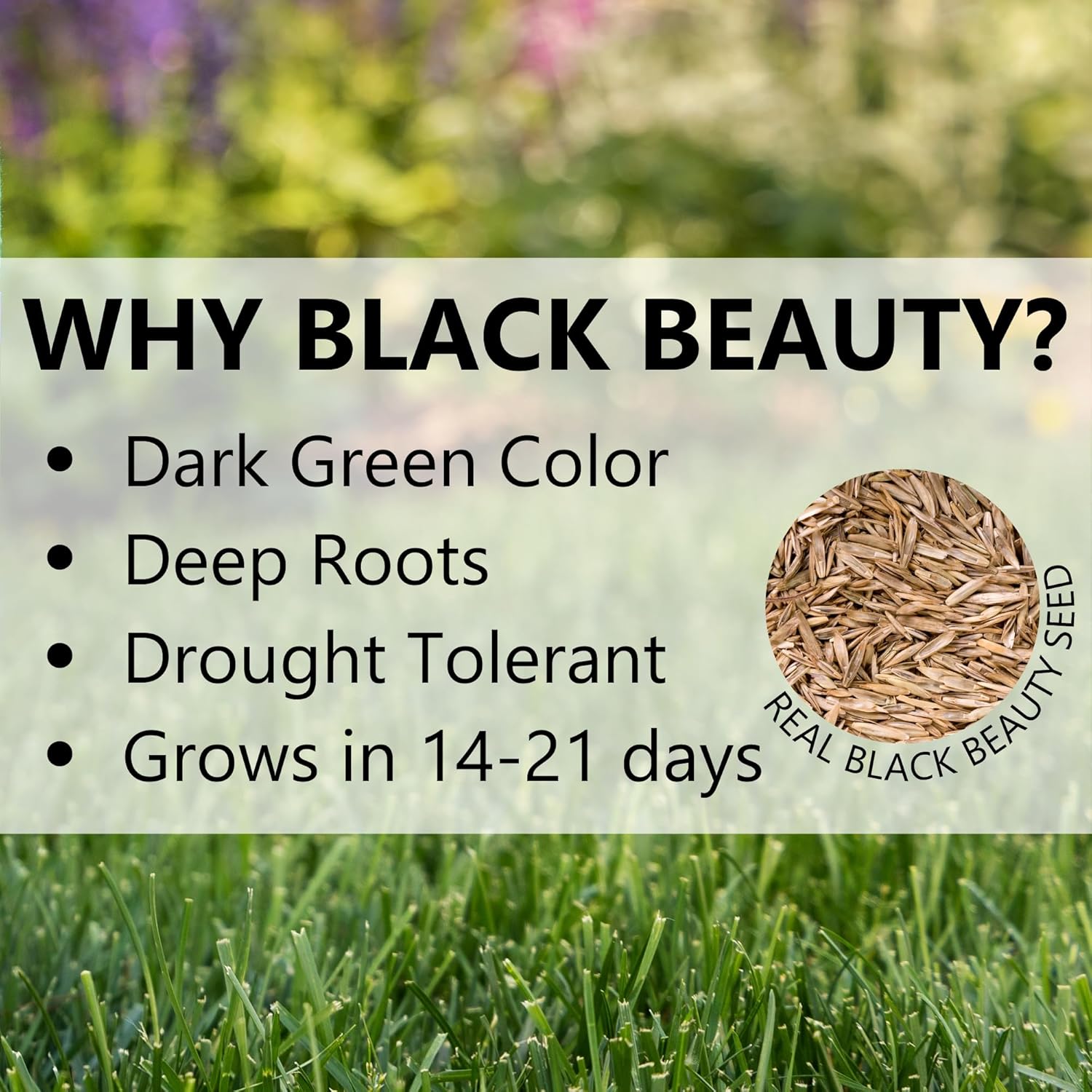 Jonathan Green (10620) Black Beauty Dense Shade Grass Seed - Cool Season Lawn Seed (7 lb)7