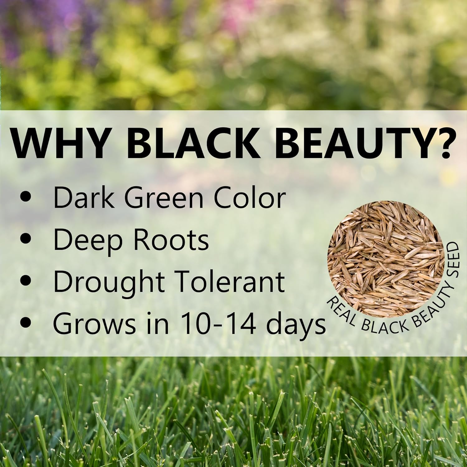 Jonathan Green (12007) Black Beauty Sun & Shade Grass Seed - Cool Season Lawn Seed, 50 lb5