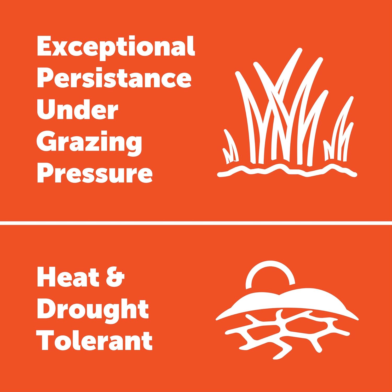 Pennington 100081674 Durana Clover 25 lb, Black Label3