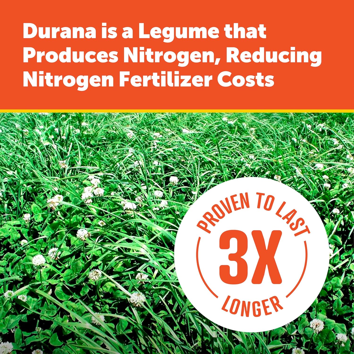 Pennington 100081674 Durana Clover 25 lb, Black Label4