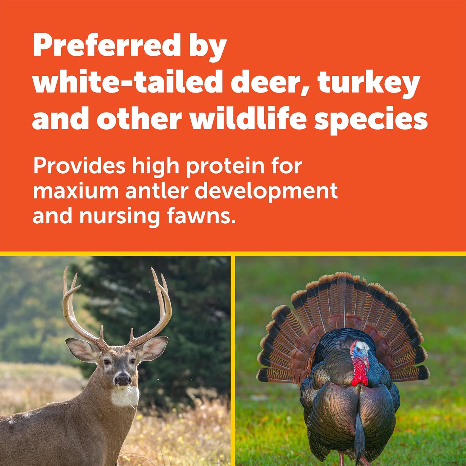 Pennington 100081674 Durana Clover 25 lb, Black Label5