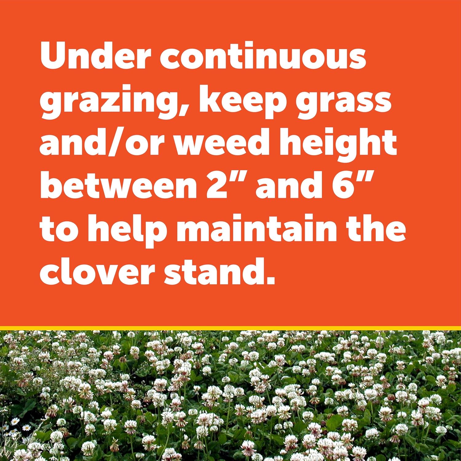 Pennington 100081674 Durana Clover 25 lb, Black Label8