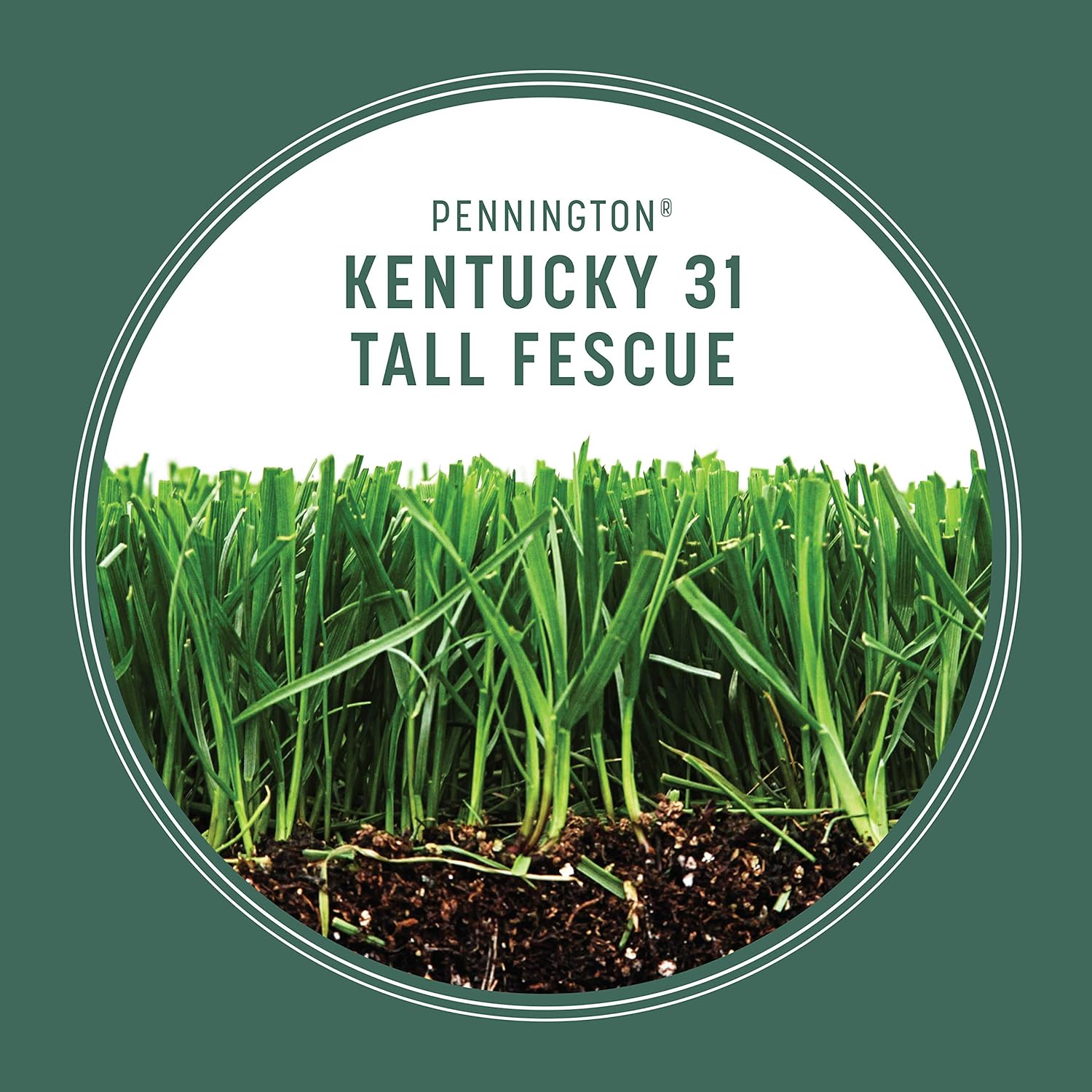 Pennington Kentucky 31 Tall Fescue Grass Seed 20 lb4