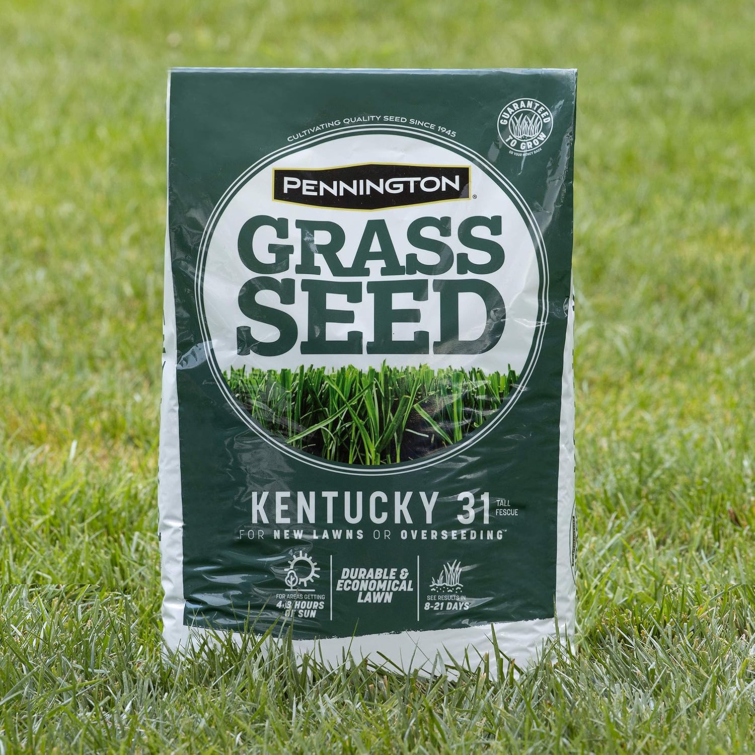 Pennington Kentucky 31 Tall Fescue Grass Seed 20 lb6