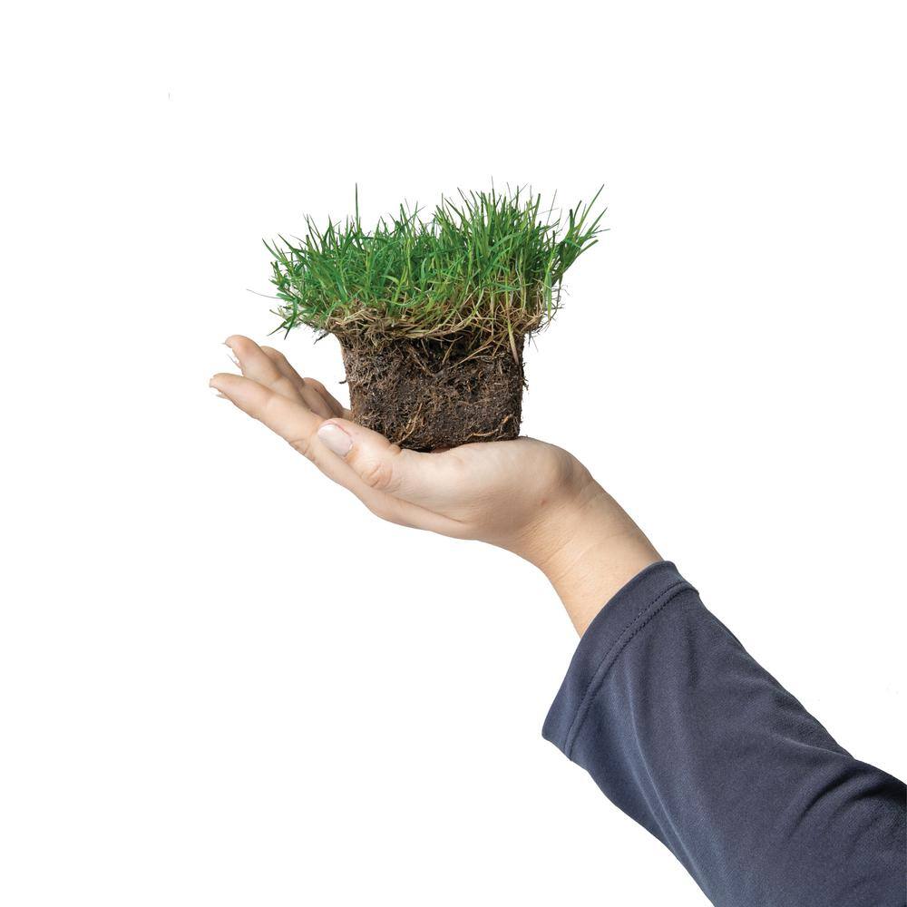 Sod Pods SPBM32 Bermuda Grass Plugs (32-Count) Natural, Affordable Lawn Improvement`