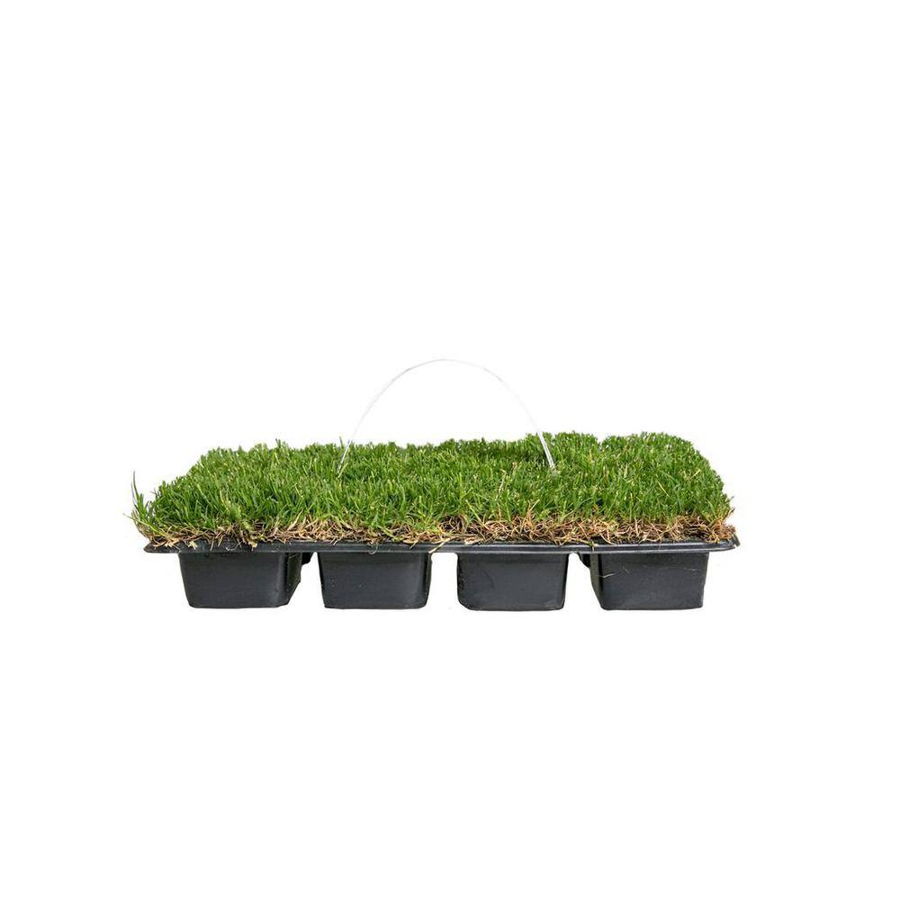 Sod Pods SPBM32 Bermuda Grass Plugs (32-Count) Natural, Affordable Lawn Improvement6