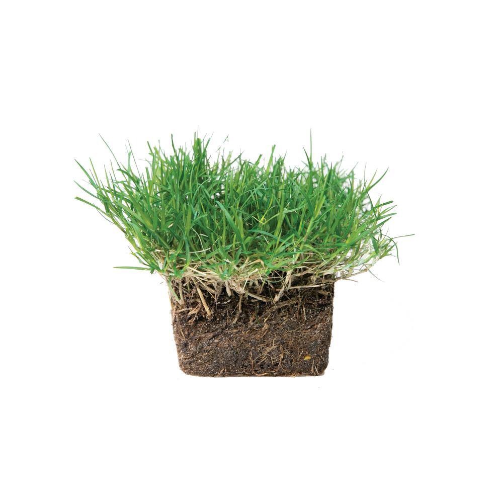 Sod Pods SPBM64 Bermuda Grass Plugs (64-Count) Natural, Affordable Lawn Improvement2