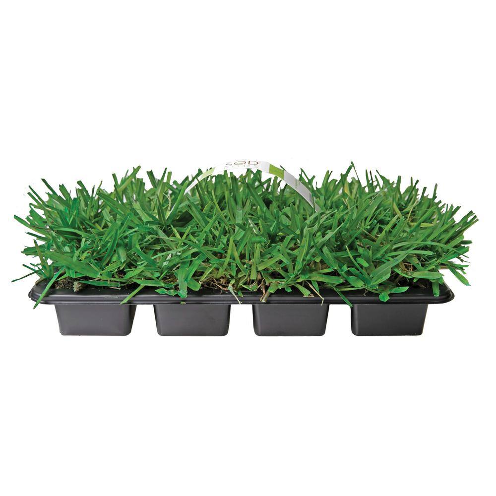 Sod Pods SPSAF64 St Augustine Floratam Grass Plugs (64-Count) Natural, Affordable Lawn Improvement1