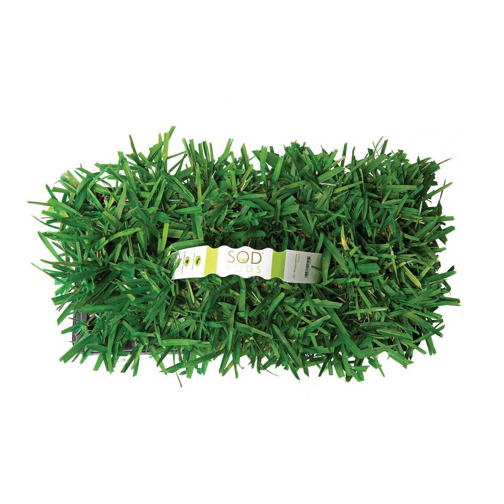 Sod Pods SPSAF64 St Augustine Floratam Grass Plugs (64-Count) Natural, Affordable Lawn Improvement2