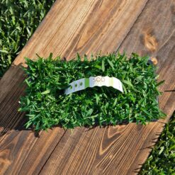 Sod Pods SPSAP32 St Augustine Palmetto Grass Plugs (32-Count) Natural, Affordable Lawn Improvement