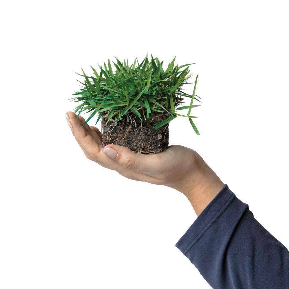 Sod Pods SPZO16 Zoysia Grass Plugs (16-Count) Natural, Affordable Lawn Improvement3