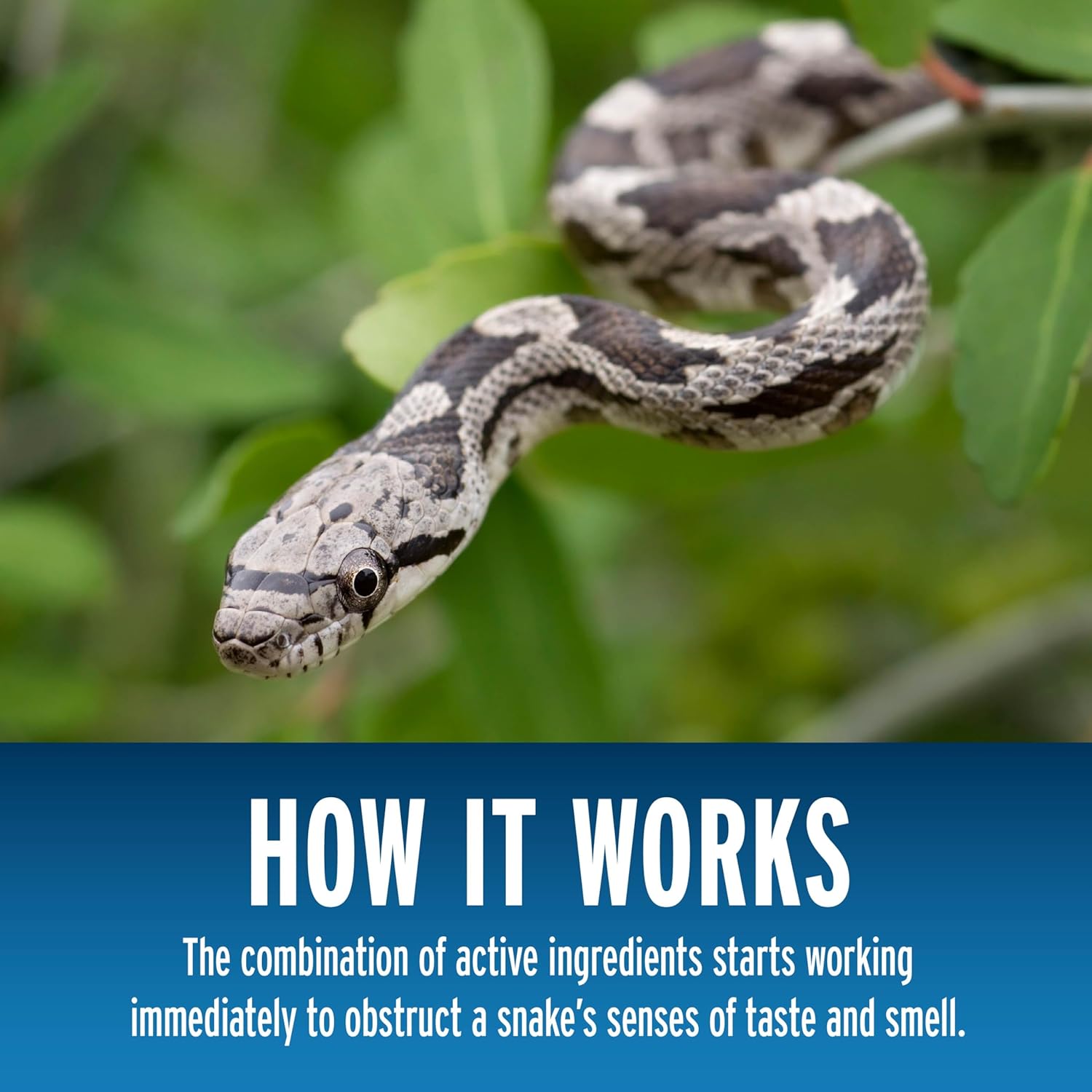 Liquid Fence Snake Repellent Granules, Safe Around Kids and Pets When Used & Stored as Directed, Keep Snakes Out of Garden, Patio and Backyard, 2 lb0