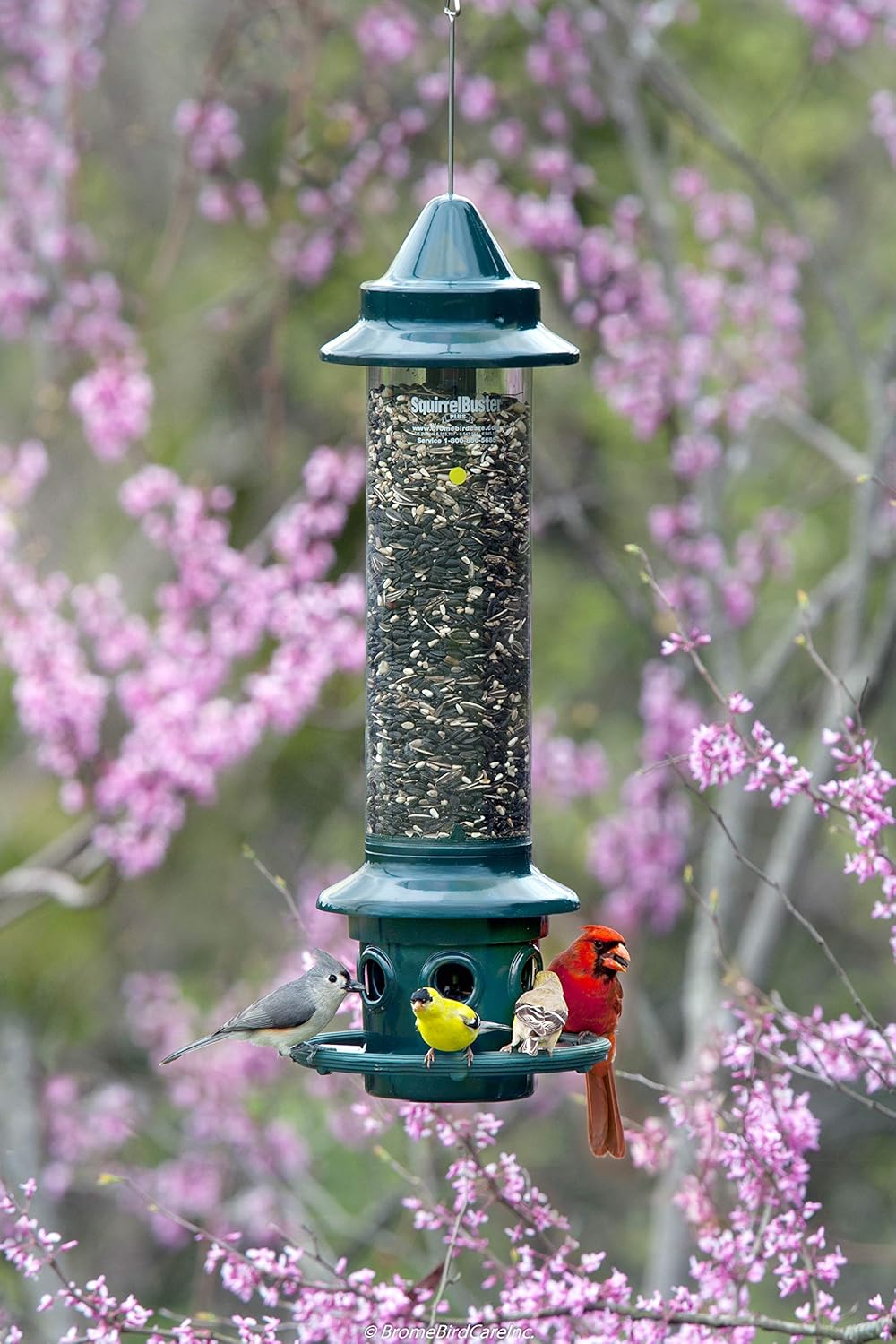 Squirrel Buster Plus Squirrel-proof Bird Feeder w Cardinal Ring and 6 Feeding Ports, 5.1-pound Seed Capacity, Adjustable, Pole-mountable (POLE ADAPTOR SOLD SEPARATELY), Green11