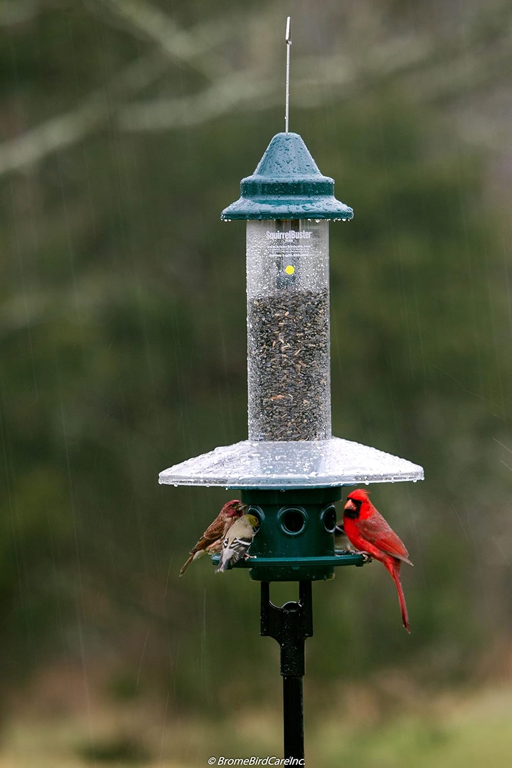 Squirrel Buster Plus Squirrel-proof Bird Feeder w Cardinal Ring and 6 Feeding Ports, 5.1-pound Seed Capacity, Adjustable, Pole-mountable (POLE ADAPTOR SOLD SEPARATELY), Green12