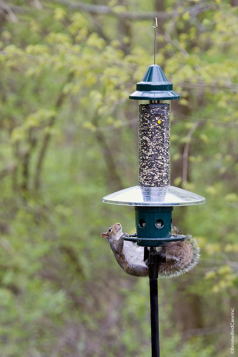 Squirrel Buster Plus Squirrel-proof Bird Feeder w Cardinal Ring and 6 Feeding Ports, 5.1-pound Seed Capacity, Adjustable, Pole-mountable (POLE ADAPTOR SOLD SEPARATELY), Green167