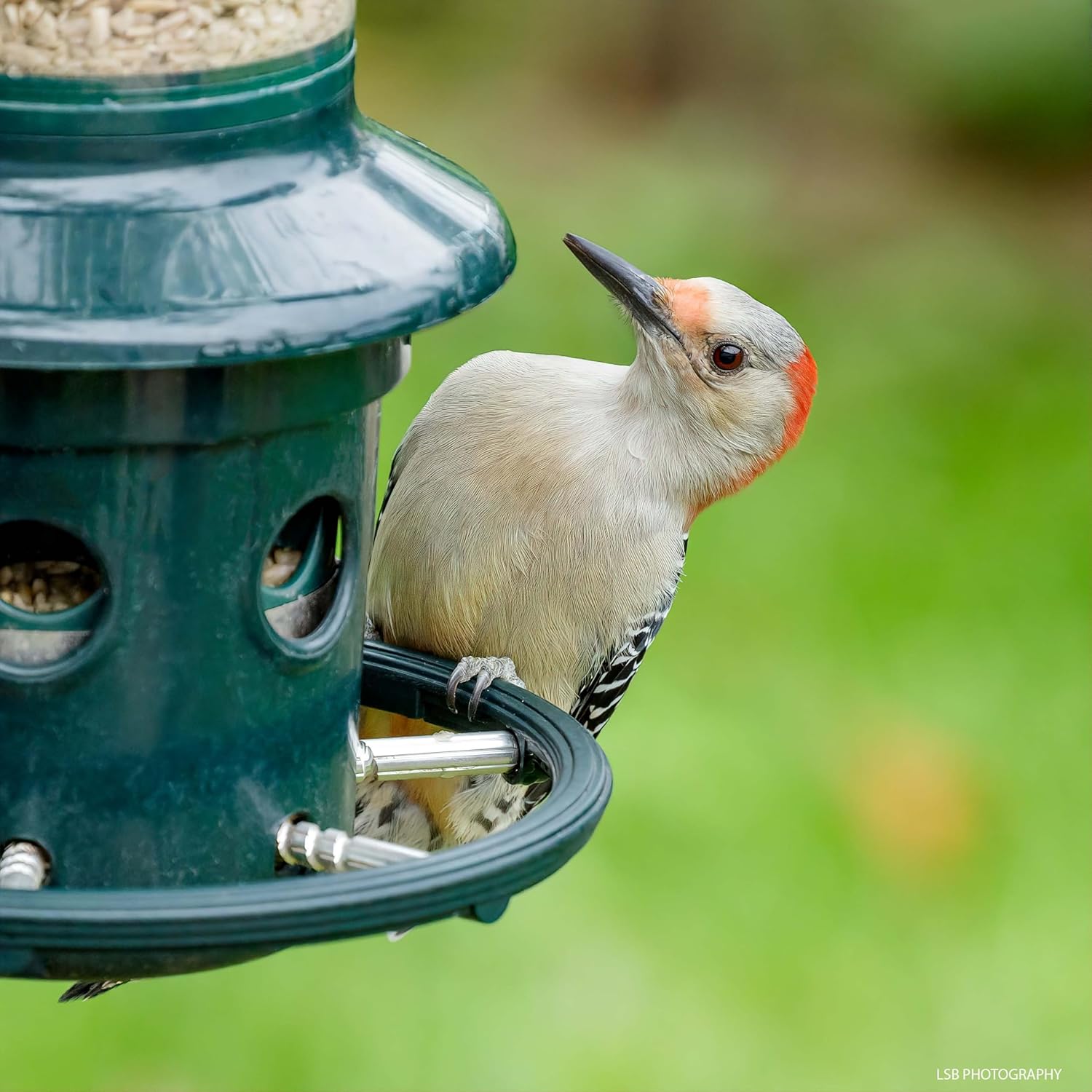 Squirrel Buster Plus Squirrel-proof Bird Feeder w Cardinal Ring and 6 Feeding Ports, 5.1-pound Seed Capacity, Adjustable, Pole-mountable (POLE ADAPTOR SOLD SEPARATELY), Green7