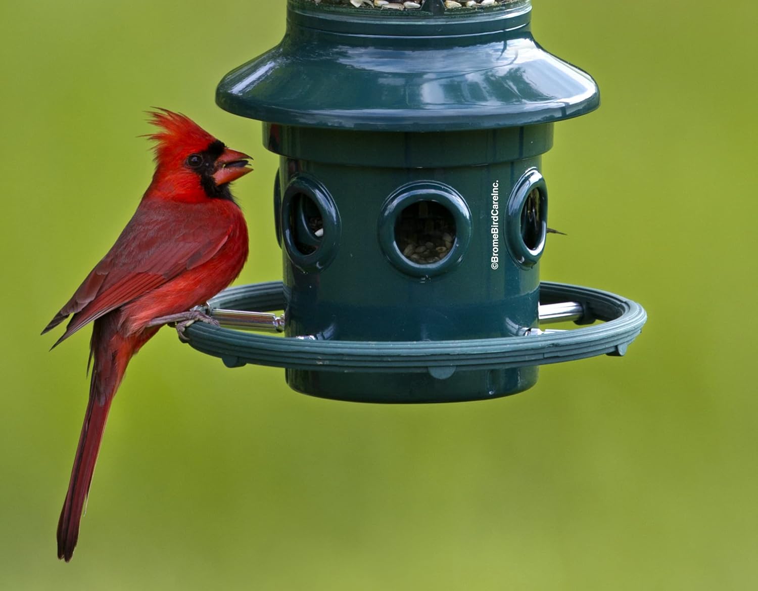 Squirrel Buster Plus Squirrel-proof Bird Feeder w Cardinal Ring and 6 Feeding Ports, 5.1-pound Seed Capacity, Adjustable, Pole-mountable (POLE ADAPTOR SOLD SEPARATELY), Green8